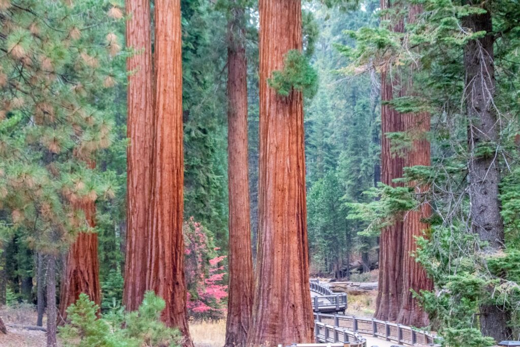 sequoia